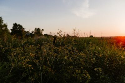 Scenic view of grassy field against sky during sunset