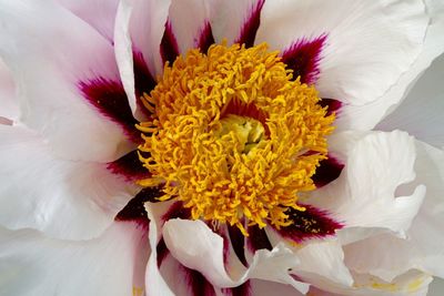 Close-up of flower