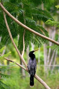 Bird perching on branch