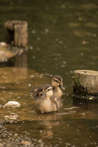 Duck swimming in lake