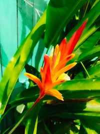 Close-up of flower blooming outdoors