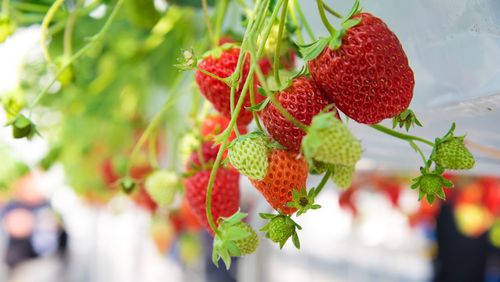 Close-up of strawberry growing on tree