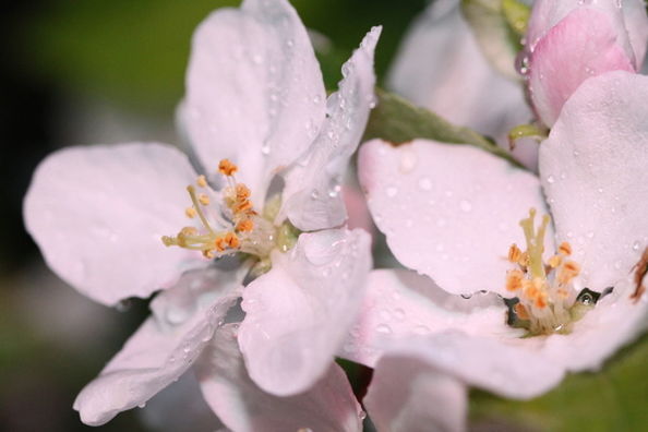 nature, fragility, beauty in nature, flower, freshness, petal, drop, close-up, wet, flower head, growth, no people, water, outdoors, plant, raindrop, day