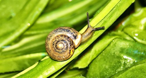 Close-up of snail on plant