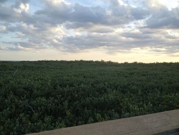 Scenic view of agricultural field against sky