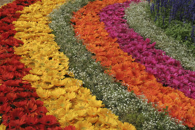 High angle view of purple flowering plants