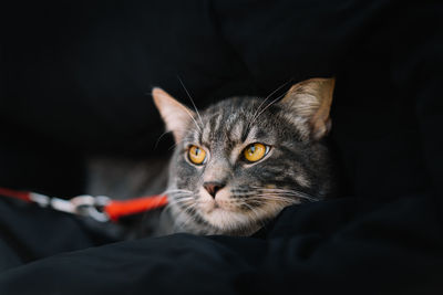 Close-up portrait of cat relaxing on black background