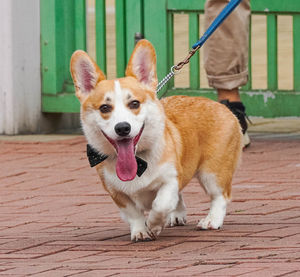 Dog sticking out tongue