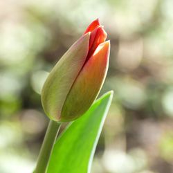 Close-up of rose bud