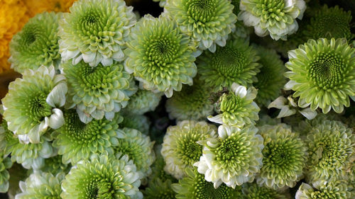 Full frame shot of plants