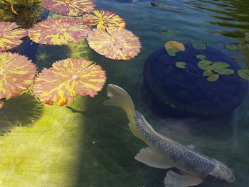 High angle view of lotus water lily in pond