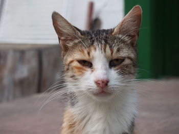 Close-up portrait of cat