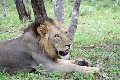 A male lion resting in the heat of the day in tanzania