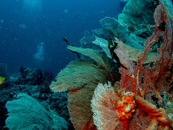 Seafan garden in sabang island