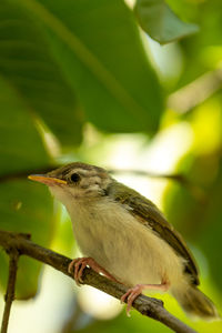 Close-up of bird perching on branch