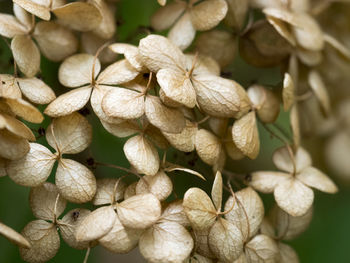 Close-up of wilted hydrangea flowers