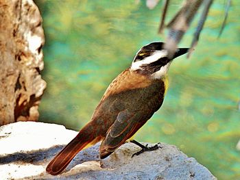 Close-up of bird perching on rock