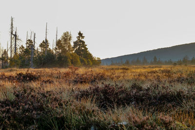 Plants on field against clear sky