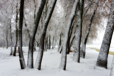 Trees on snow covered field