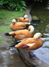 View of duck in lake