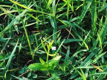 High angle view of grass growing in field