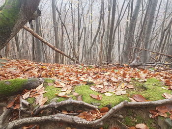 Close-up of dry leaves on tree in forest