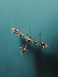 Close-up of insect on wall