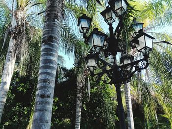 Low angle view of palm trees