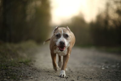 Portrait of dog running on road