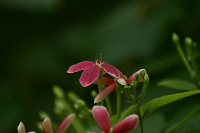 Close-up of pink flowering plant