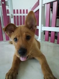 Portrait of dog sticking out tongue