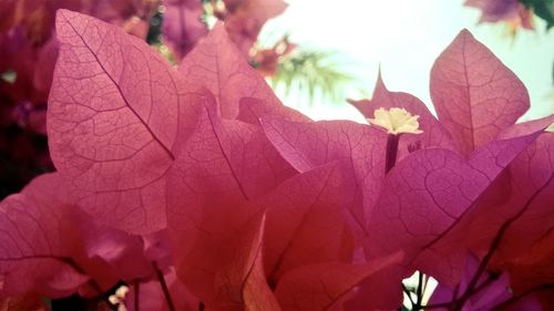 Close-up of pink flowers