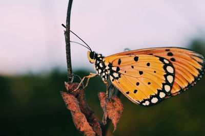 Close-up of butterfly on leaf