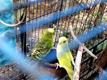 High angle view of parrots in cage