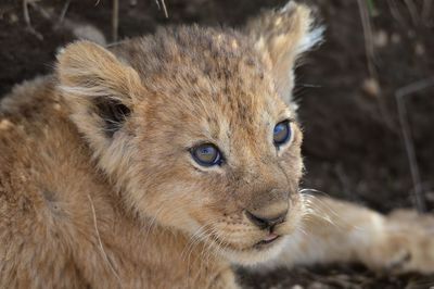 Close-up of a cat looking away