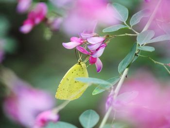 Close-up of butterfly pollinating on pink flower