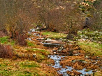 View of stream along plants