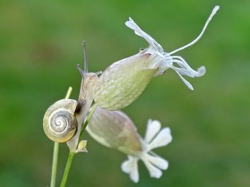 Close-up of snail on plant