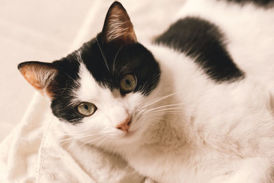 Close-up portrait of a cat