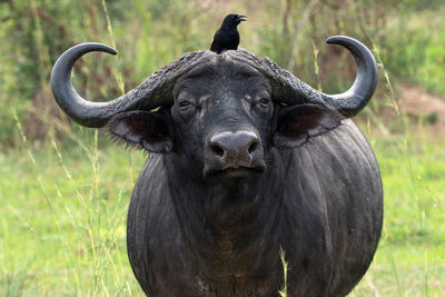 African buffalo, syncerus caffer, murchison falls national park, uganda