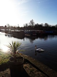 Swan in lake against sky