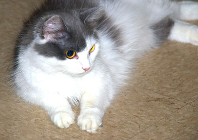 Cat sitting on floor