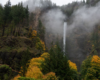 High angle view of trees in forest