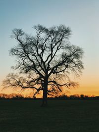 Silhouette bare tree on field against sky during sunset