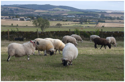 Sheep grazing in a field