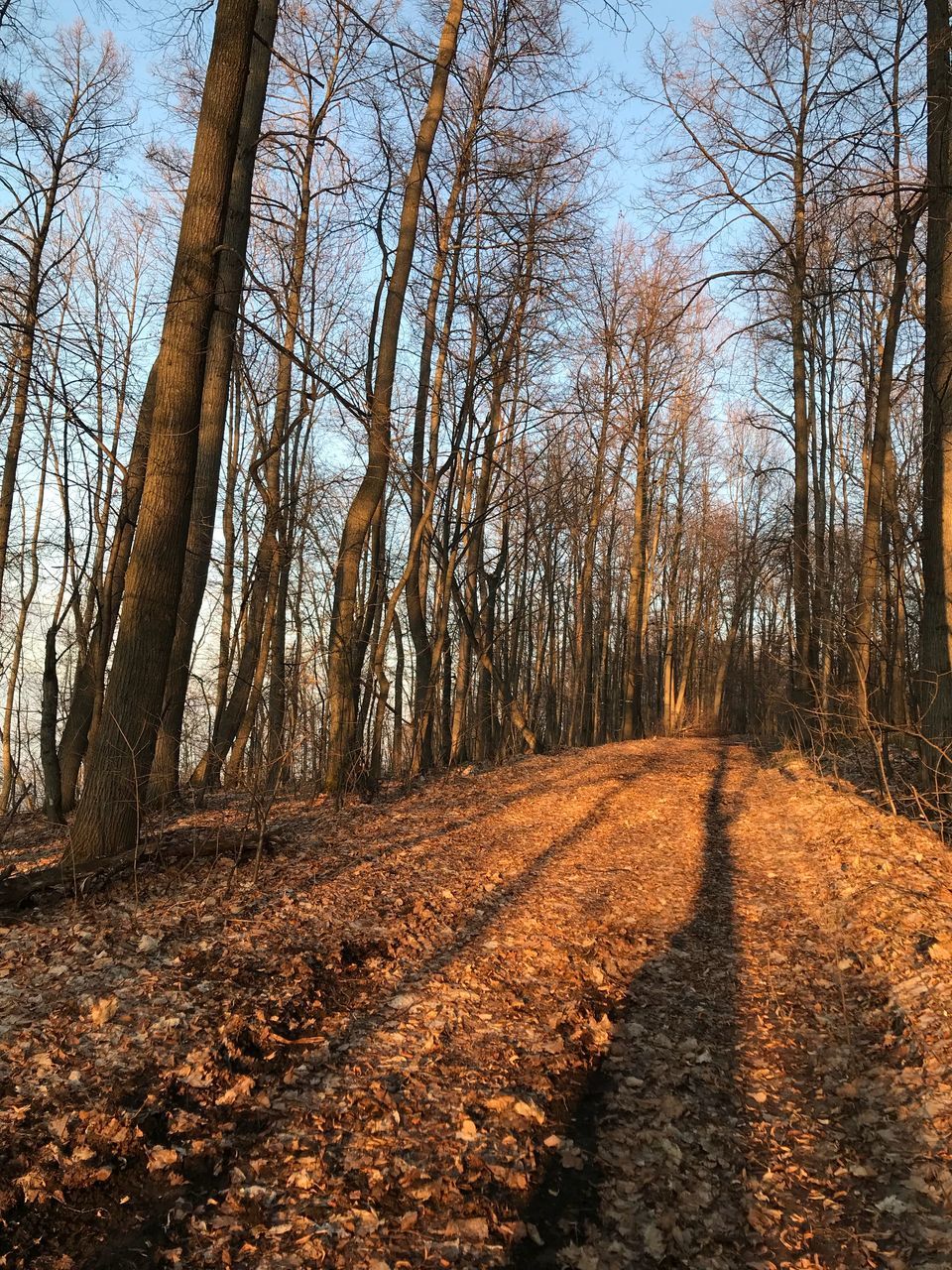 tree, plant, forest, land, tranquility, nature, trunk, tree trunk, the way forward, direction, tranquil scene, bare tree, no people, beauty in nature, scenics - nature, non-urban scene, day, autumn, road, dirt, woodland, outdoors, diminishing perspective, change, long