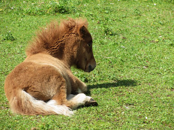 Lion relaxing on field