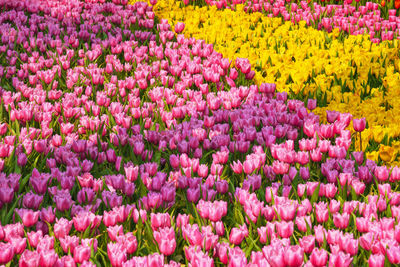 Full frame shot of pink tulip flowers in garden