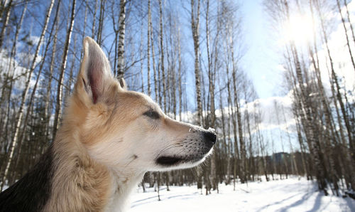 Dog looking away on snow covered landscape