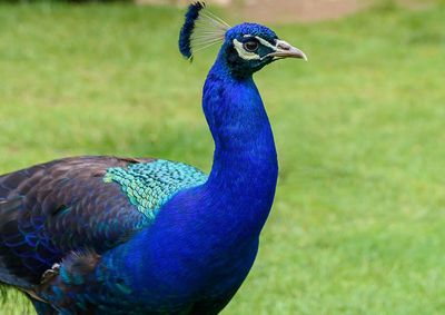 Close-up of peacock